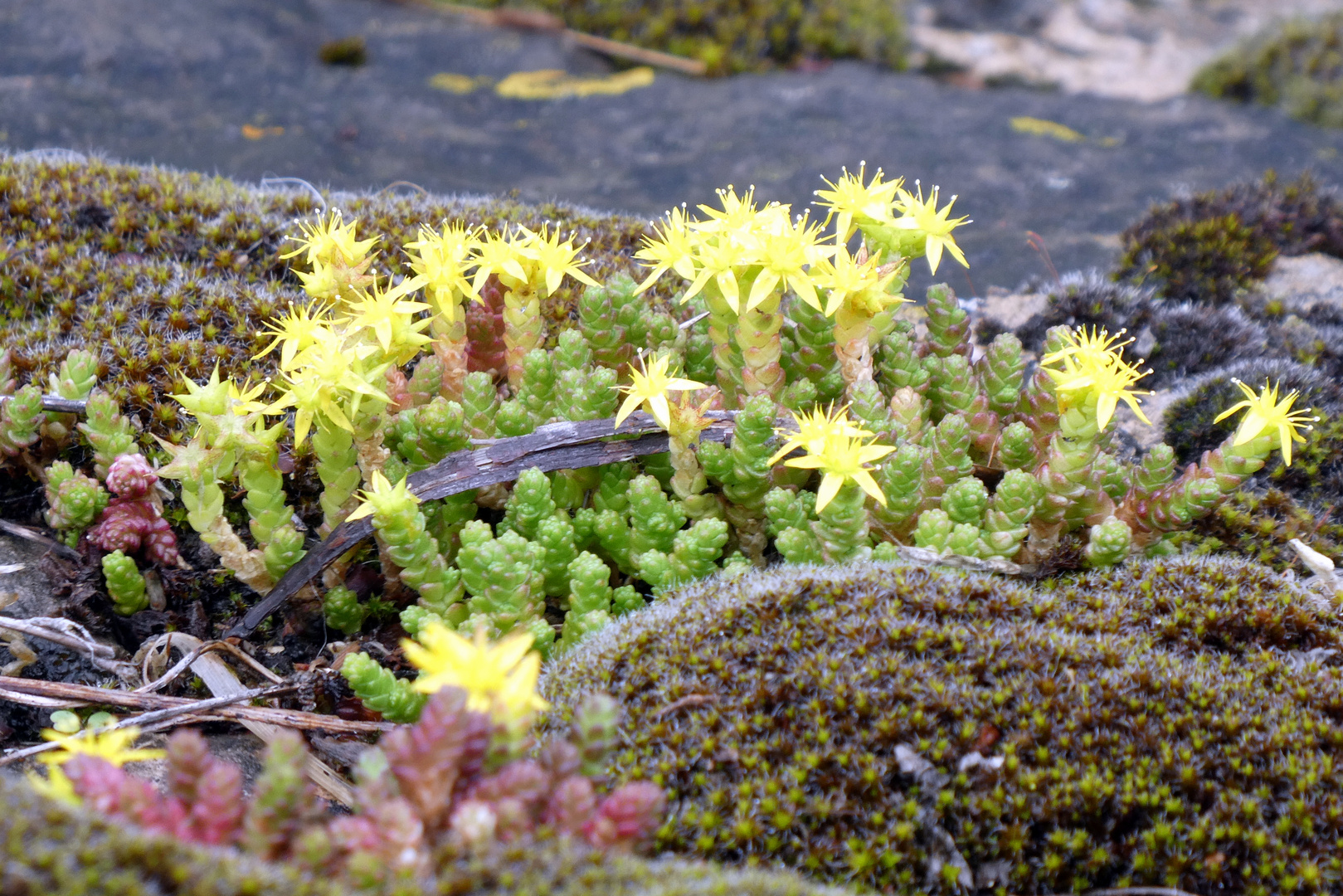 Fleurs des berges