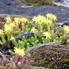 Fleurs des berges