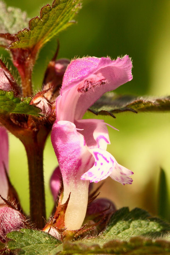 Fleurs des bois