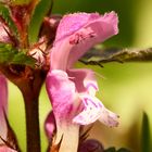 Fleurs des bois