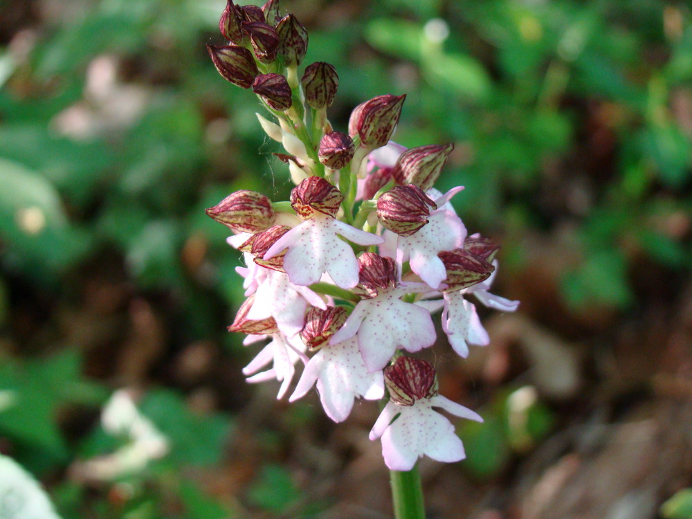 fleurs des bois