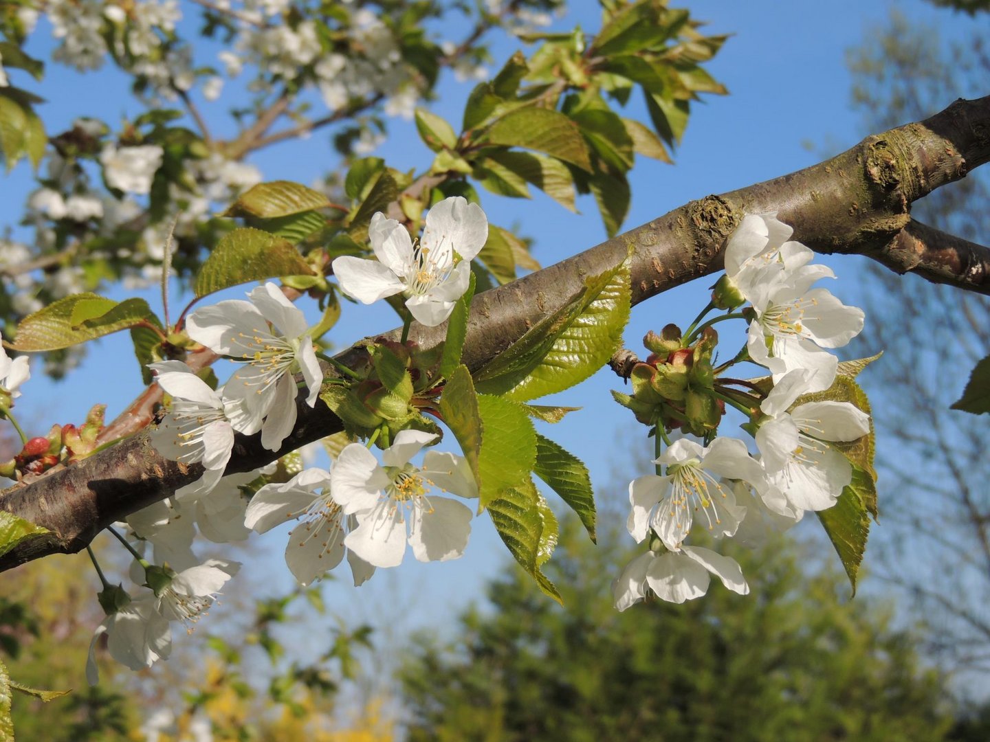 fleurs des cerisiers