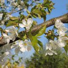 fleurs des cerisiers