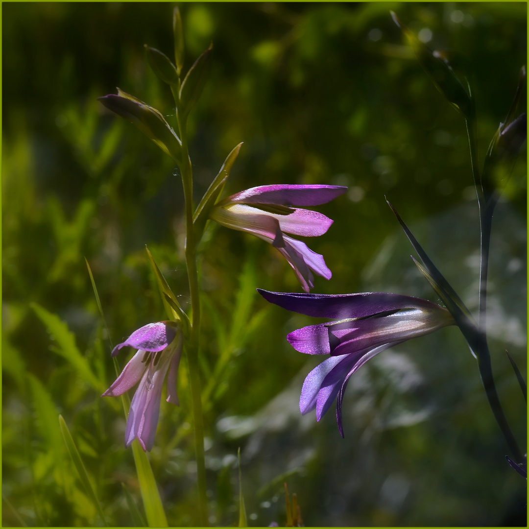 fleurs des champs...