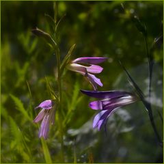 fleurs des champs...