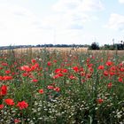 fleurs des champs