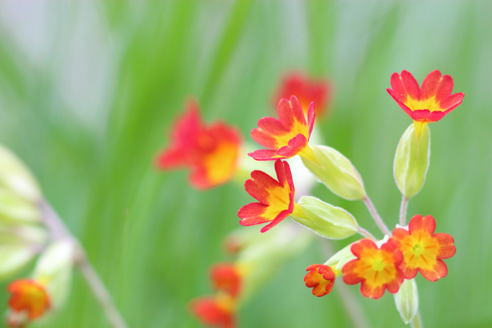 fleurs des champs