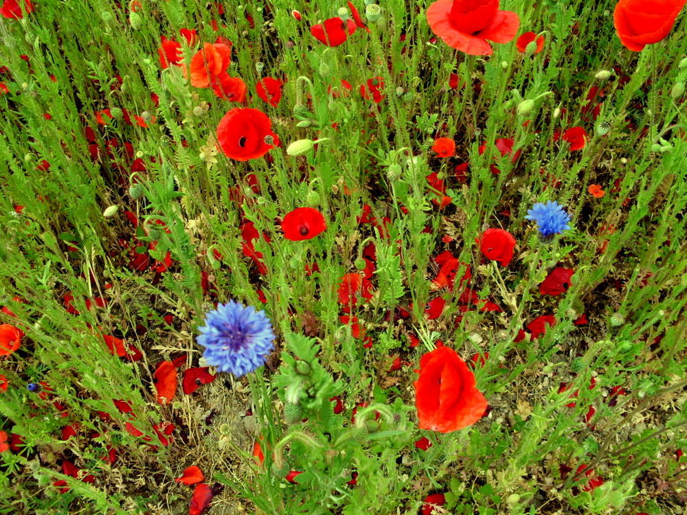 FLEURS DES CHAMPS