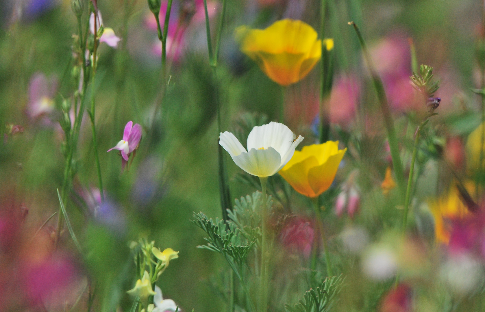 fleurs des champs