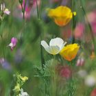 fleurs des champs