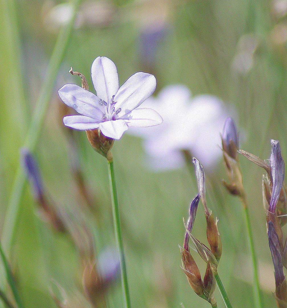 fleurs des champs ...