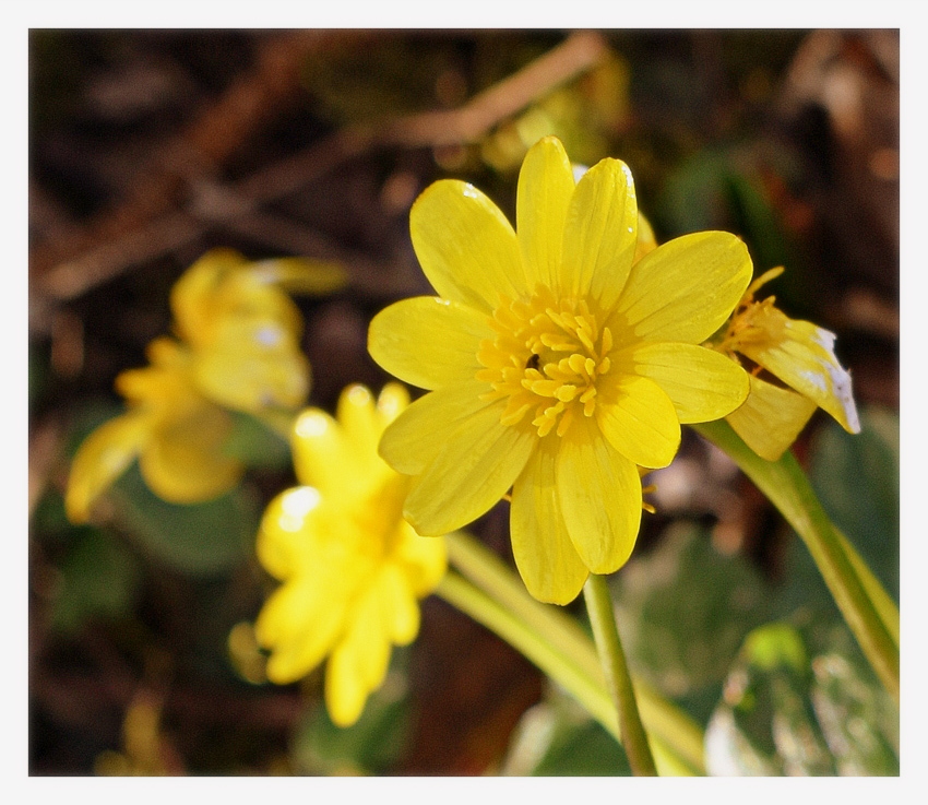 fleurs des champs