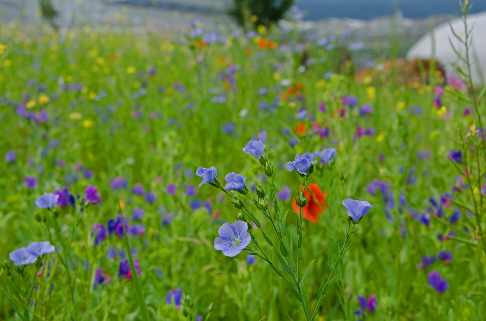 fleurs des champs