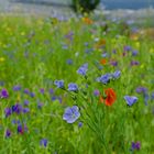 fleurs des champs