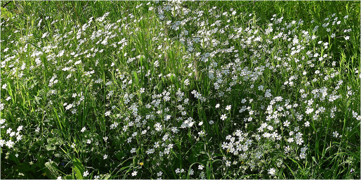 fleurs des champs