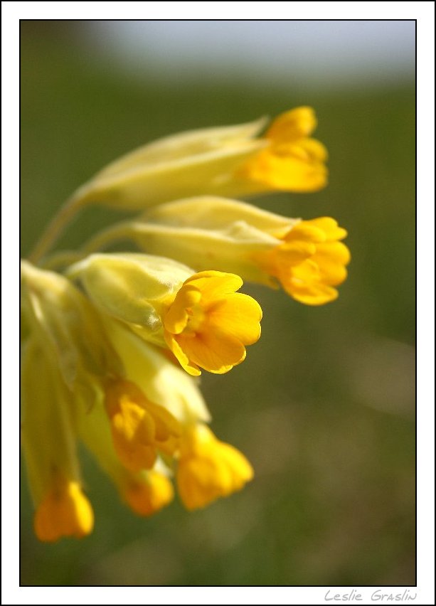 fleurs des champs