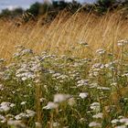 fleurs des champs