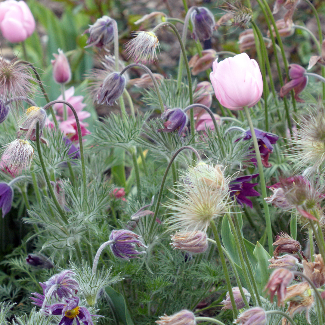 Fleurs des champs