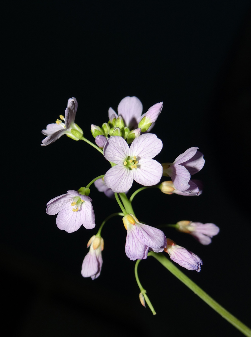 Fleurs des champs