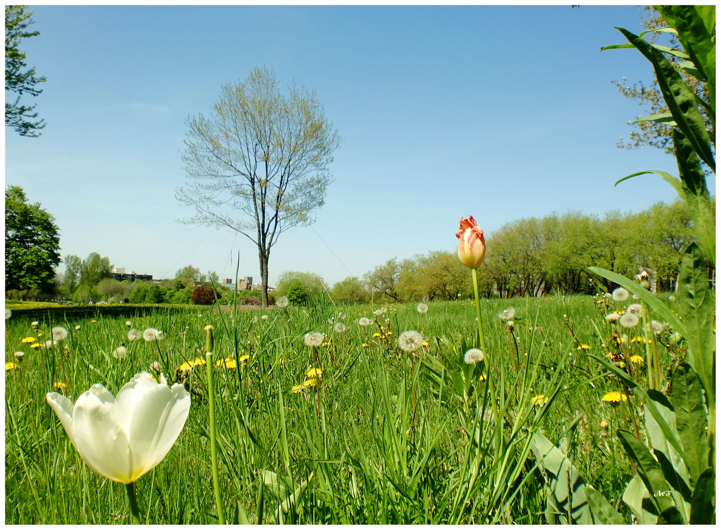 Fleurs des champs photo et image fleurs canada québec nature Fleurs des champs photo et image fleurs canada québec nature