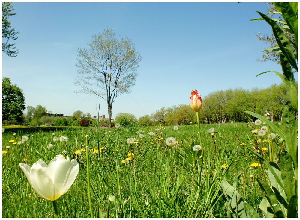 Fleurs des champs