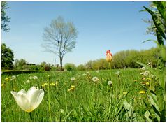 Fleurs des champs