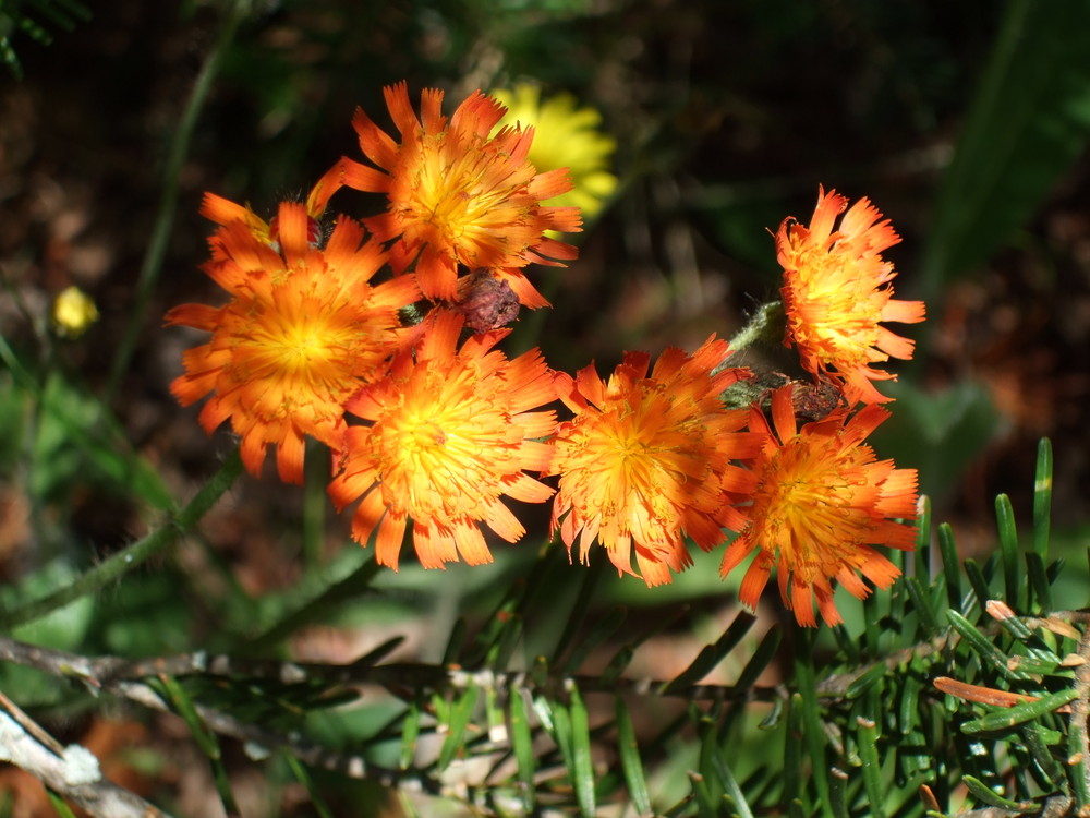 Fleurs des champs