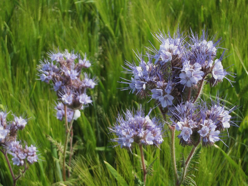 fleurs des champs...( de blé)