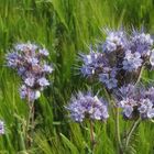 fleurs des champs...( de blé)