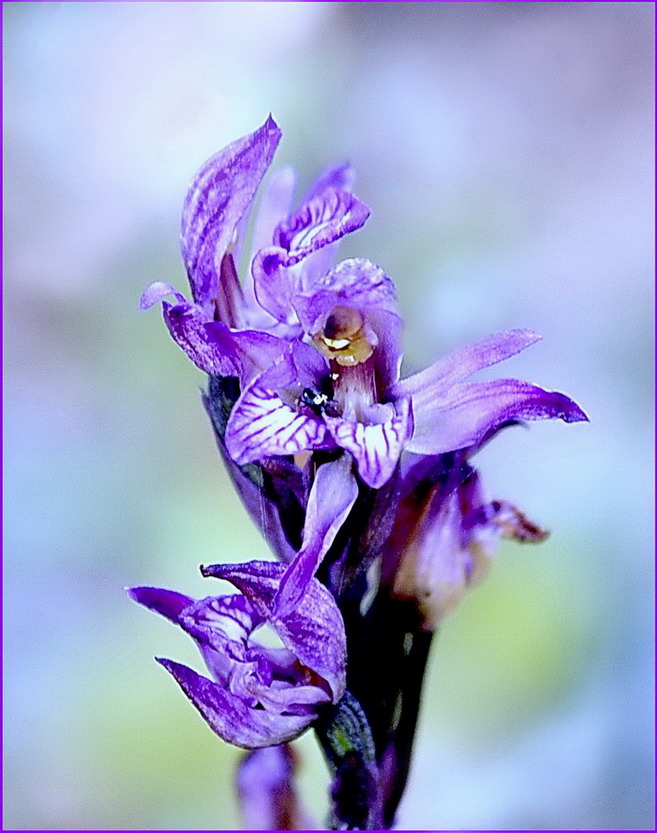 fleurs des champs