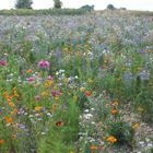 fleurs des champs (jachère)