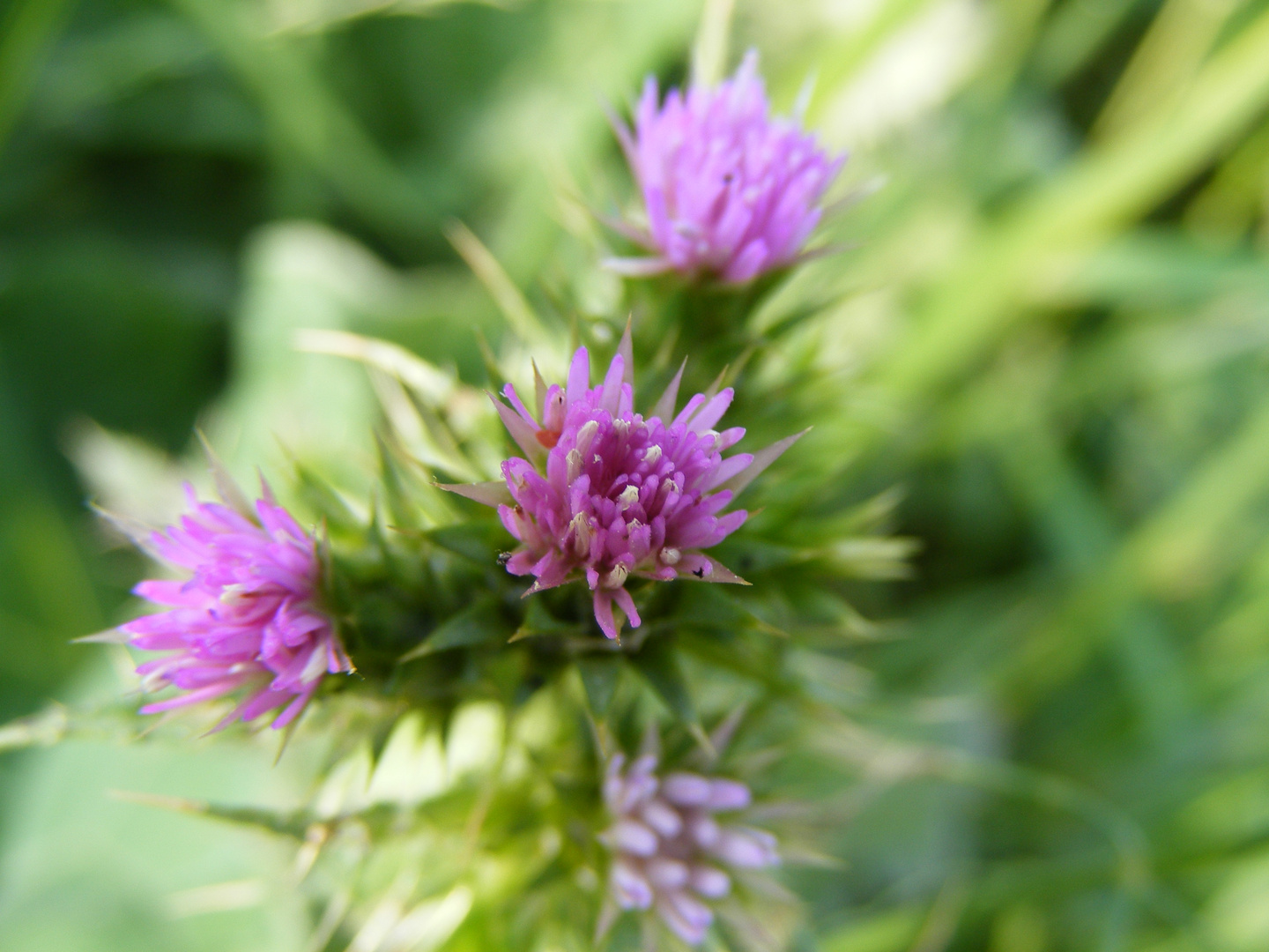 Fleurs des Dunes