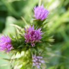 Fleurs des Dunes