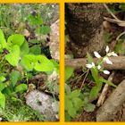 Fleurs des forêts cévenoles ...