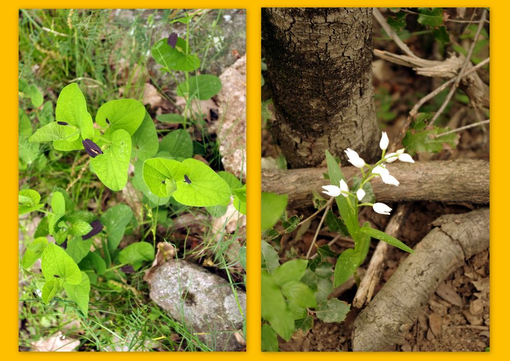 Fleurs des forêts cévenoles ...