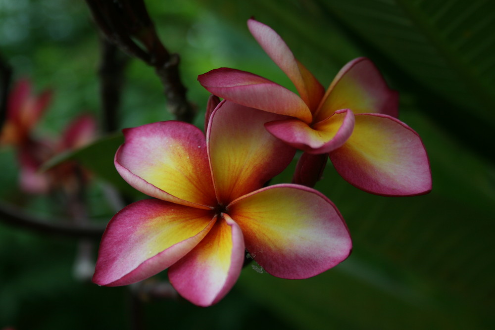 Fleurs des Iles