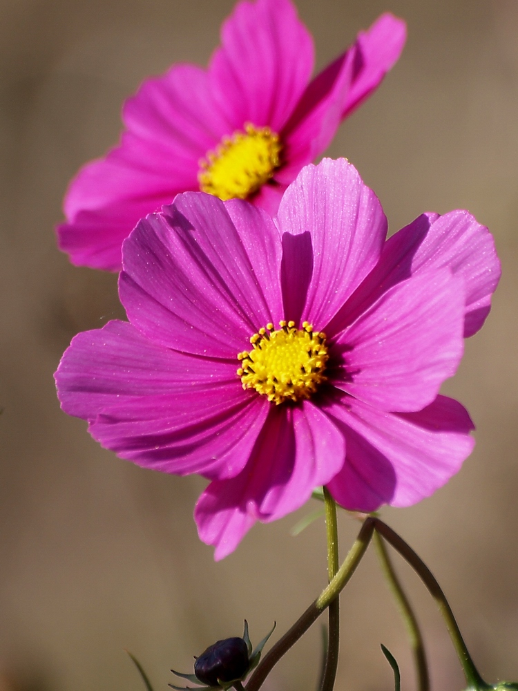 fleurs des jacheres (1)