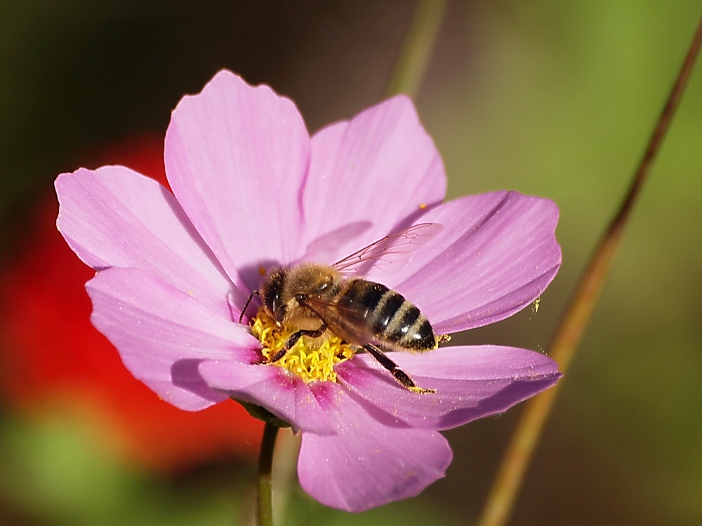 fleurs des jacheres (2)