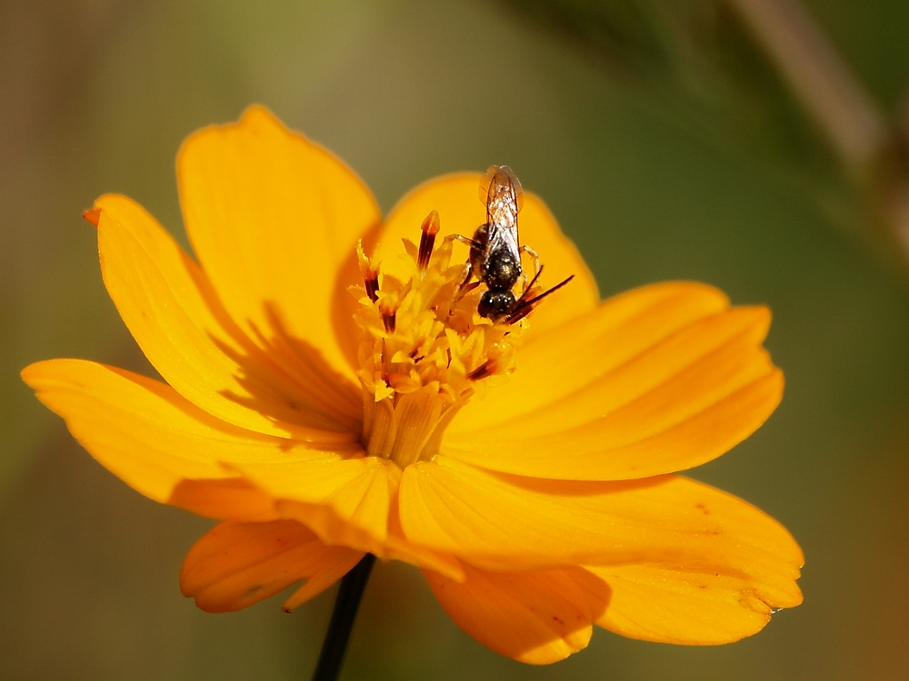 fleurs des jacheres (3)