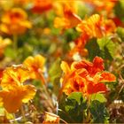 Fleurs des îles Canaries / Blumen der Kanaren