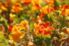 Fleurs des îles Canaries / Blumen der Kanaren