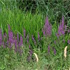 fleurs des marais