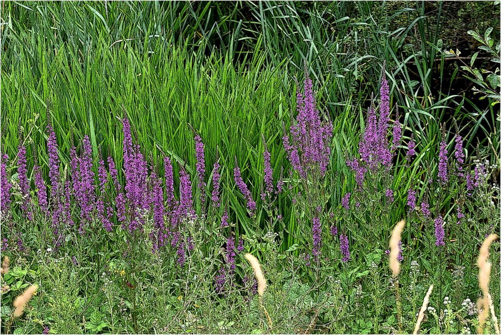 fleurs des marais