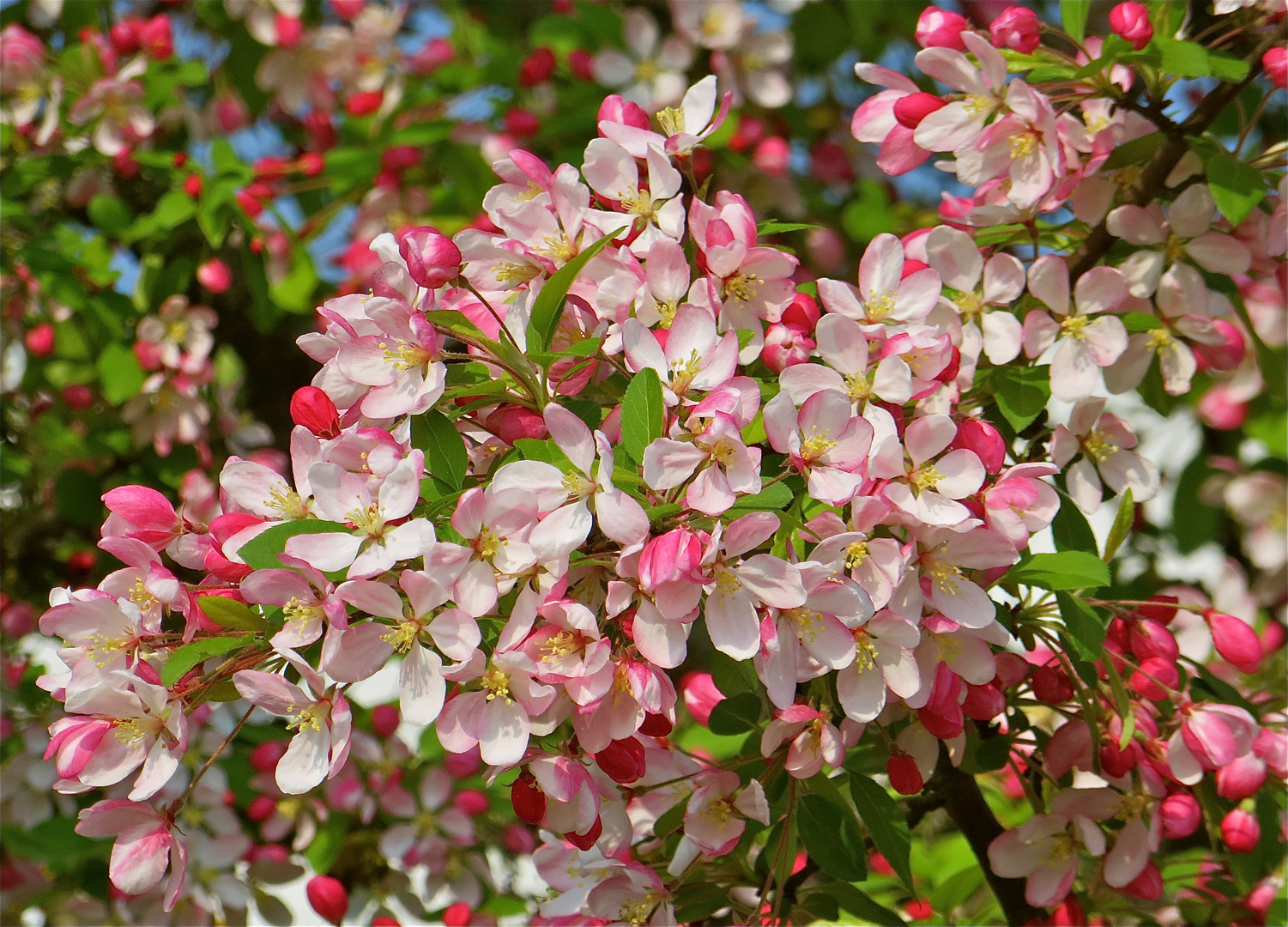 ...fleurs des petit pommes !!!...