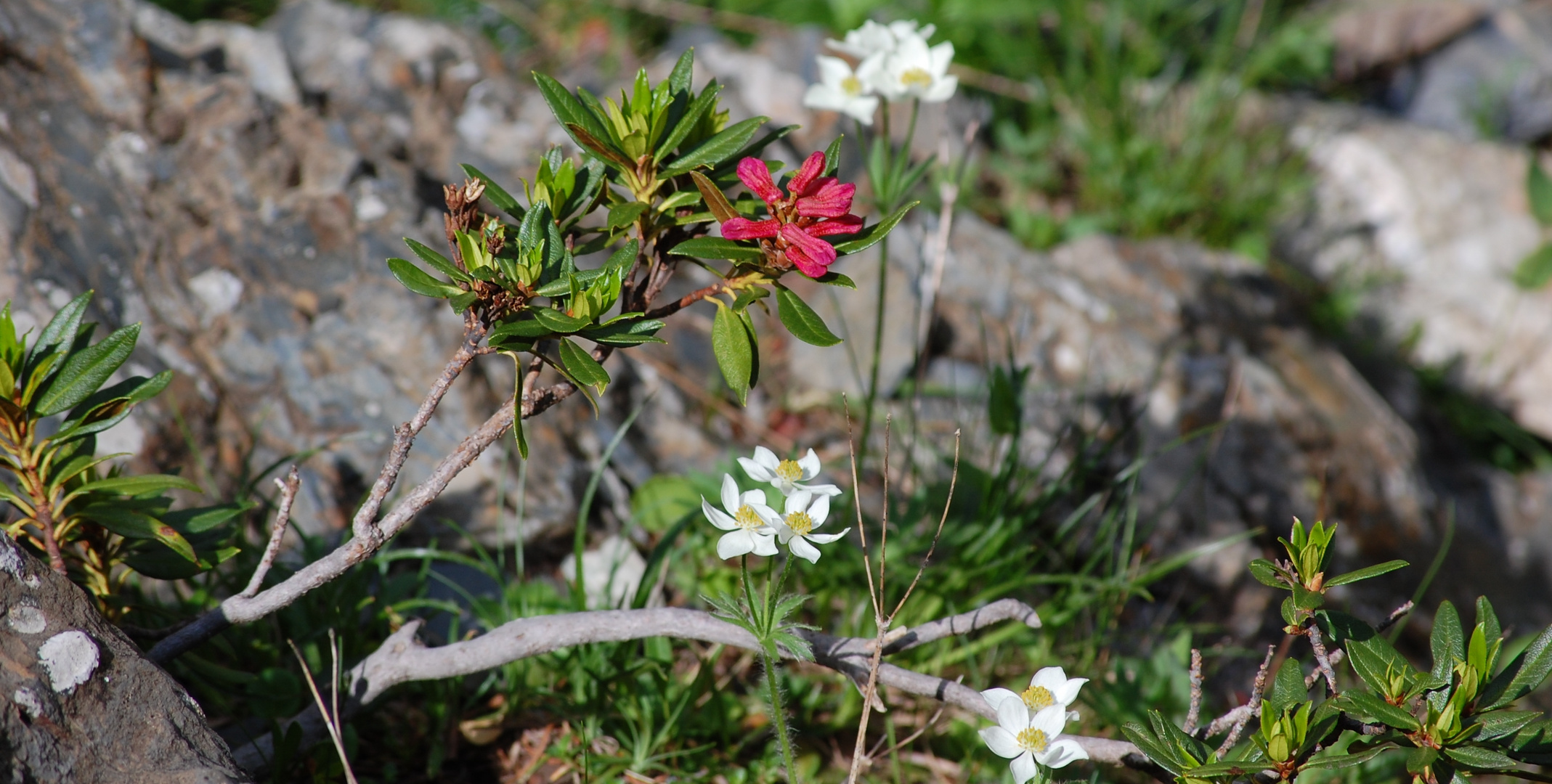 Fleurs des pyrénées