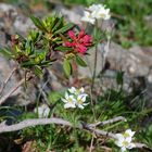 Fleurs des pyrénées