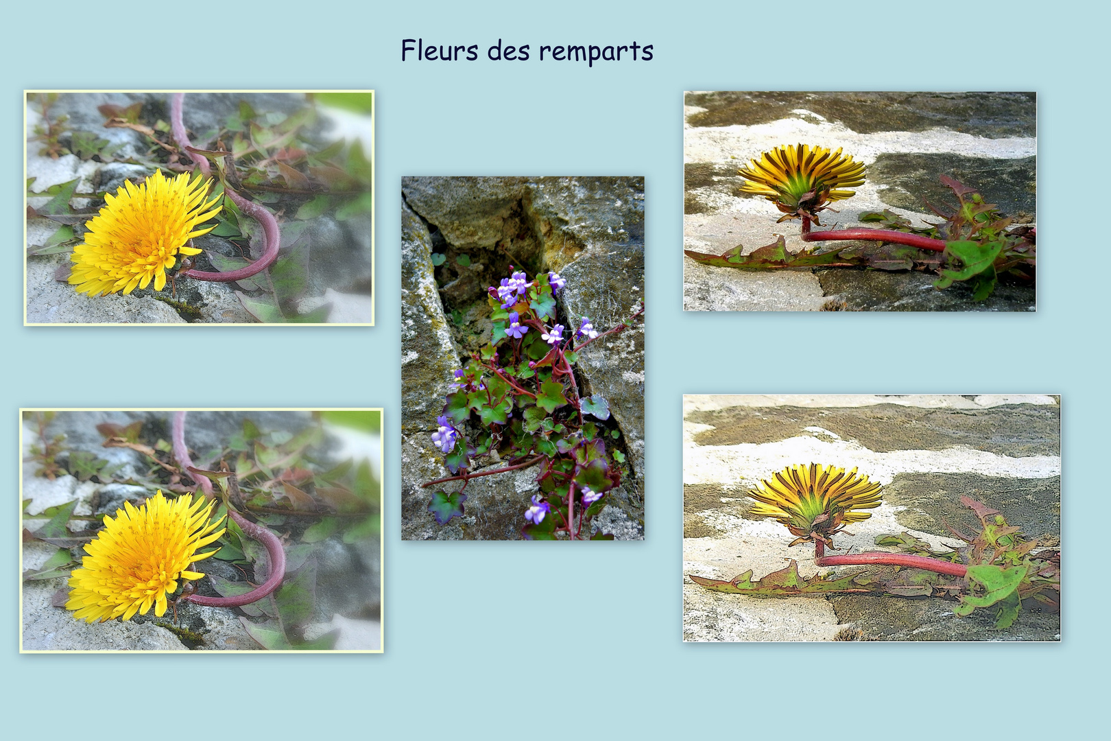 Fleurs des remparts