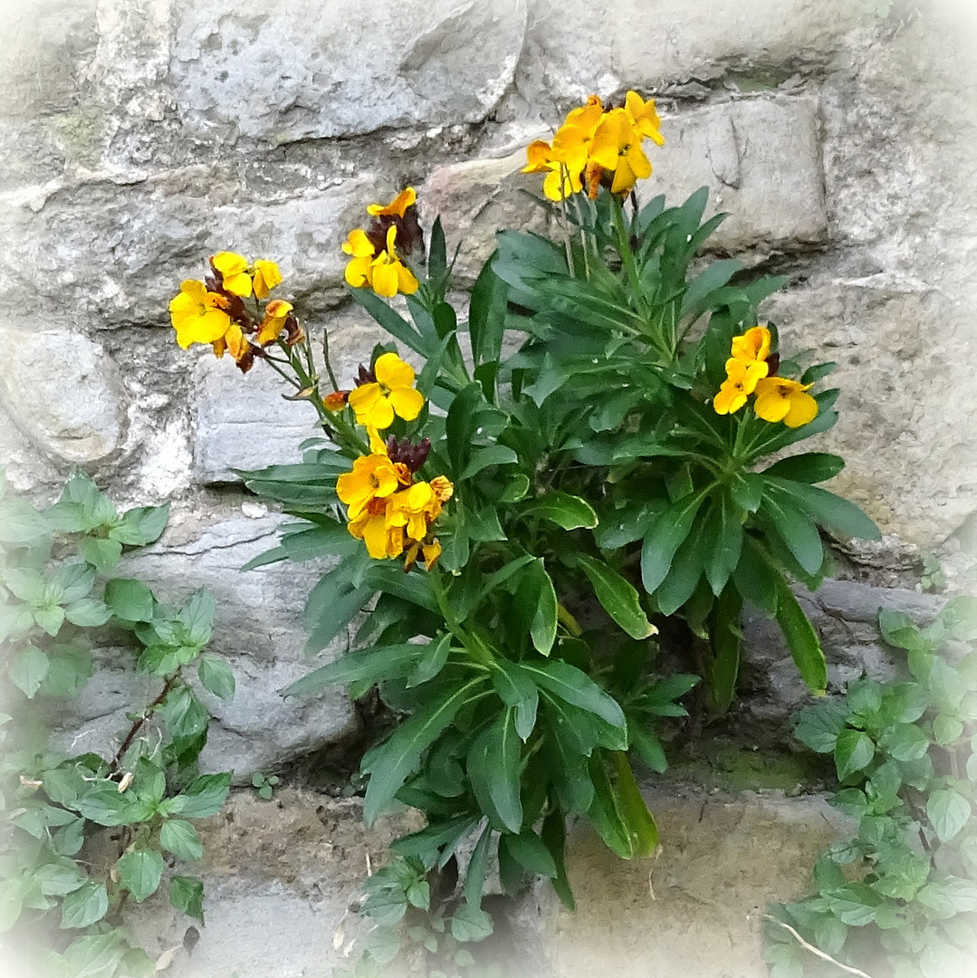 Fleurs des remparts