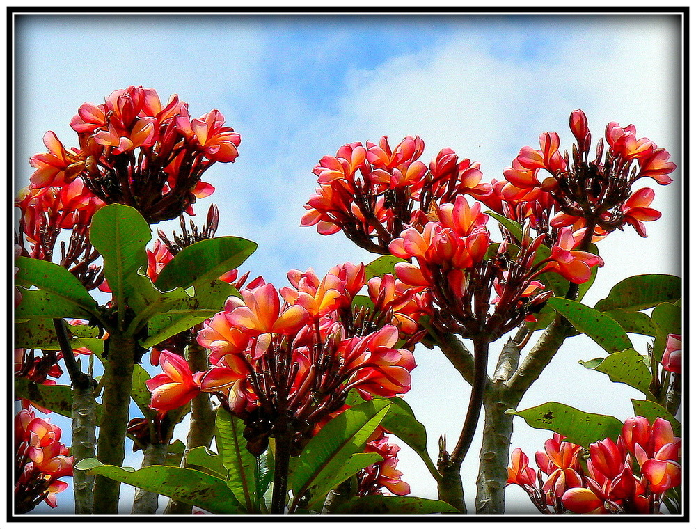 FLEURS DES TEMPLES