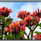 FLEURS DES TEMPLES